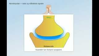 Hormonsystem og nervesystem [upl. by Ikoek]