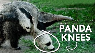 Giant Anteaters have Panda Knees [upl. by Farris]