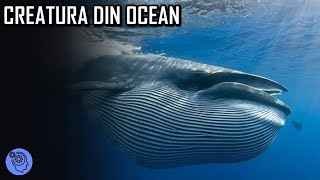 Cea Mai MISTERIOASA Creatura Din Ocean  BALENA ALBASTRA [upl. by Aleksandr]