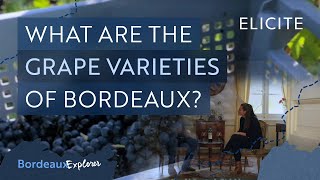 The Wine Grape Varieties of Bordeaux [upl. by Eltsirc]