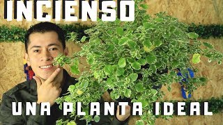 CONOCE LA PLANTA INCIENSO  CUIDADOS  REPRODUCCION [upl. by Leticia]