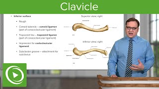 Clavicle Overview amp Parts – Anatomy  Lecturio [upl. by Queri163]