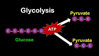 Glycolysis MADE EASY [upl. by Affra104]