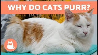 Why Do Cats PURR 😻 Everything You Need to Know [upl. by Yrad]