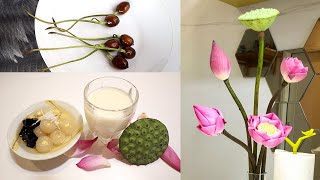 Grow lotus plant from seeds on container and cooking at home [upl. by Eycats908]