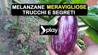 MELANZANE MERAVIGLIOSE TRUCCHI E SEGRETI [upl. by Nyleaj]