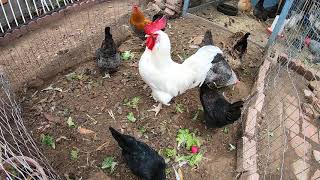 Backyard Chickens Long Compilation Sounds Noises ASMR Hens Clucking Roosters Crowing [upl. by Wojak]