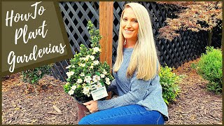 How To Plant Gardenias  New Diamond Spire® Gardenia [upl. by Serilda]