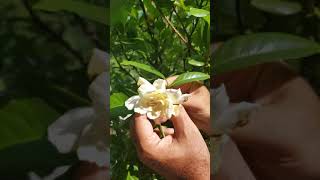 How to care for Gardenias [upl. by Gemina]