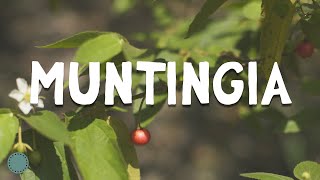 How to Grow  Strawberry Tree  Jamaican Cherry Muntingia [upl. by Herbie]