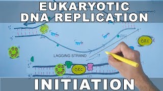 DNA Replication In Eukaryotes  Initiation [upl. by Iiette950]