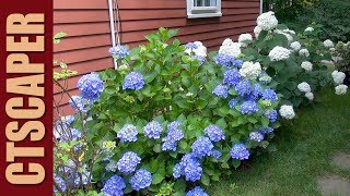 4 HYDRANGEAS IN 4 MINUTES [upl. by Annoit]