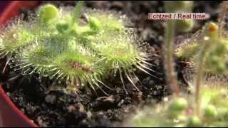 Carnivorous Plant Drosera Glanduligera Use Tentacles To Capture Insect [upl. by Vlad775]