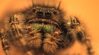 Hearing in a jumping spider [upl. by Atteloj]