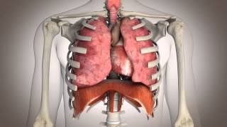 La respiration diaphragmatique [upl. by Enair]