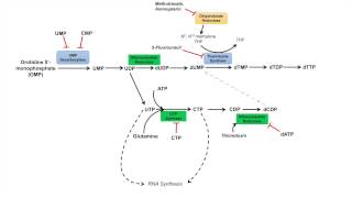 Pyrimidine Synthesis and Salvage Pathway [upl. by Lertsek]