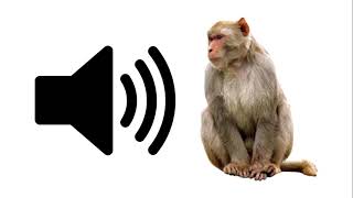 Angry Monkey  Sound Effect  ProSounds [upl. by Ardnuasal]