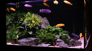 Planted Cichlid Tank  2 Years Old and overstocked [upl. by Hailahk]