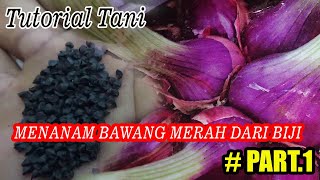 TUTORIAL TANI Menanam Bawang Merah Dari Biji Persemaian Benih PART1 [upl. by Inasah301]