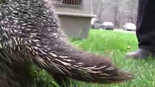 About the North American Porcupine [upl. by Acsot]