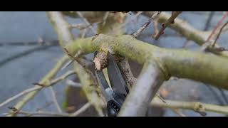 How to Prune PLUM Trees the Perfect way how to prune a plum tree [upl. by Jedediah]