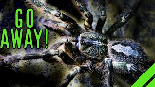 Fringed Ornamental Tarantula Poecilotheria ornata Care [upl. by Johnson422]