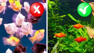 How Many Fish Can I Put in My Fish Tank  StepbyStep Process [upl. by Notsirt]