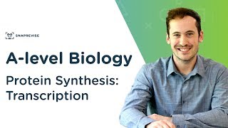 Protein Synthesis Transcription  Alevel Biology  OCR AQA Edexcel [upl. by Nashom101]