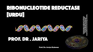 RIBONUCLEOTIDE REDUCTASE URDU VERSION [upl. by Eedolem833]