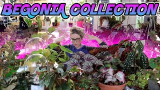 My Indoor Begonia Plant Collection Spring 2020 [upl. by Ecneps]