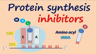 Protein synthesis inhibitors [upl. by Rusticus]