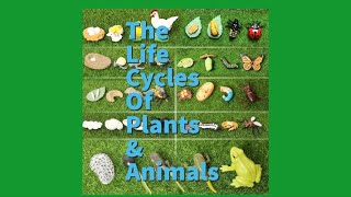 The Life Cycles of Plants and Animals [upl. by Tremml51]