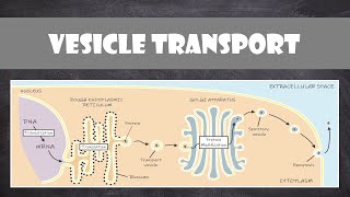 Vesicle Transport within Cells  Cell Biology [upl. by Urissa]