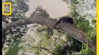 Chimps Hunting in Trees  National Geographic [upl. by Tempa747]