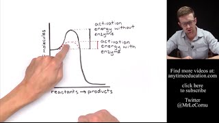 How Do Enzymes Work Activation Energy [upl. by Polik]