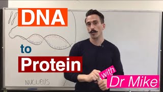 DNA Transcription and Translation  DNA to Protein [upl. by Elleynod]