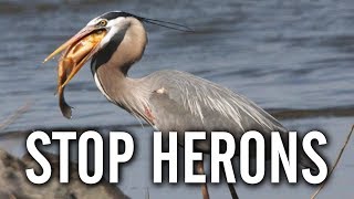 10 Ways to Keep Herons Away From Your Pond [upl. by Sivatco672]