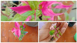 How To Grow Mirabilis Jalapa 4 Oclock Plant [upl. by Coltson]