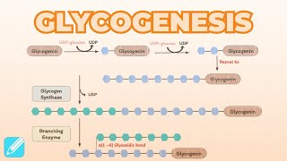 Glycogenesis Glycogen Synthesis  Metabolism [upl. by Tullus440]