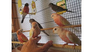 Comparing Bourkes Parakeets to Splendid Parakeets  Their Differences [upl. by Gerick]