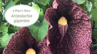 A Plants Story Aristolochia gigantea [upl. by Nonah]