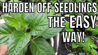 How to Acclimate Harden Off Your Seedlings to the Outdoors the EASY Way  LucasGrowsBest [upl. by Derraj]