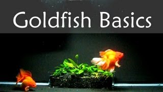 Goldfish Care Basics  Tank Size [upl. by Notgnimer824]