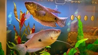 My new 3Spot Gouramis Blue Gourami [upl. by Southard239]