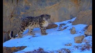 Snow Leopard of the Himalaya most magnificent cat [upl. by Reichert]