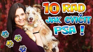 10 RAD JAK NEJLÉPE CVIČIT PSA  Výcvik psa [upl. by Barrett]