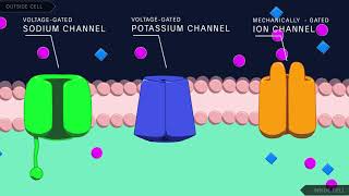 Action Potential in the Neuron [upl. by Oetam]