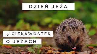 TOP 5 Ciekawostek o jeżach  10 listopada Dzień Jeża [upl. by Anire]