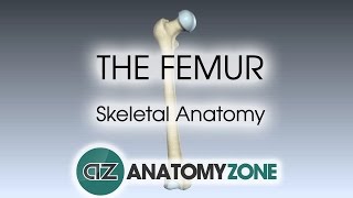 The Femur Skeletal Anatomy [upl. by Vallo]