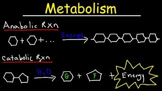 Metabolism Anabolism amp Catabolism  Anabolic vs Catabolic Reactions [upl. by Annoeik]